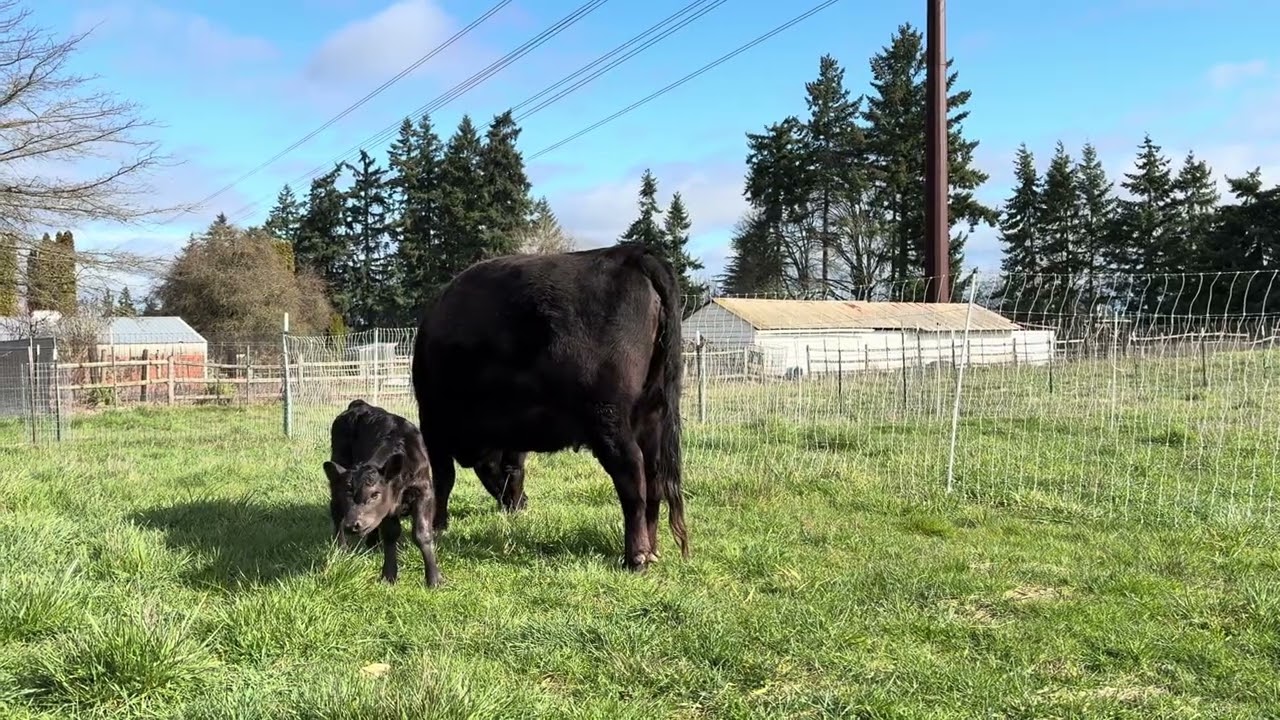 Iris and Darla enjoying some grass