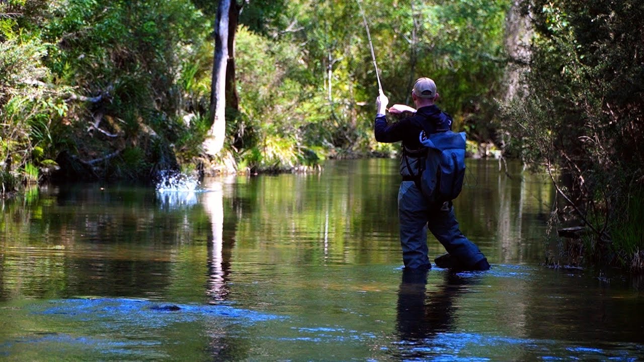 Crystal clear mountain stream FULL OF FISH! trout fishing Victoria