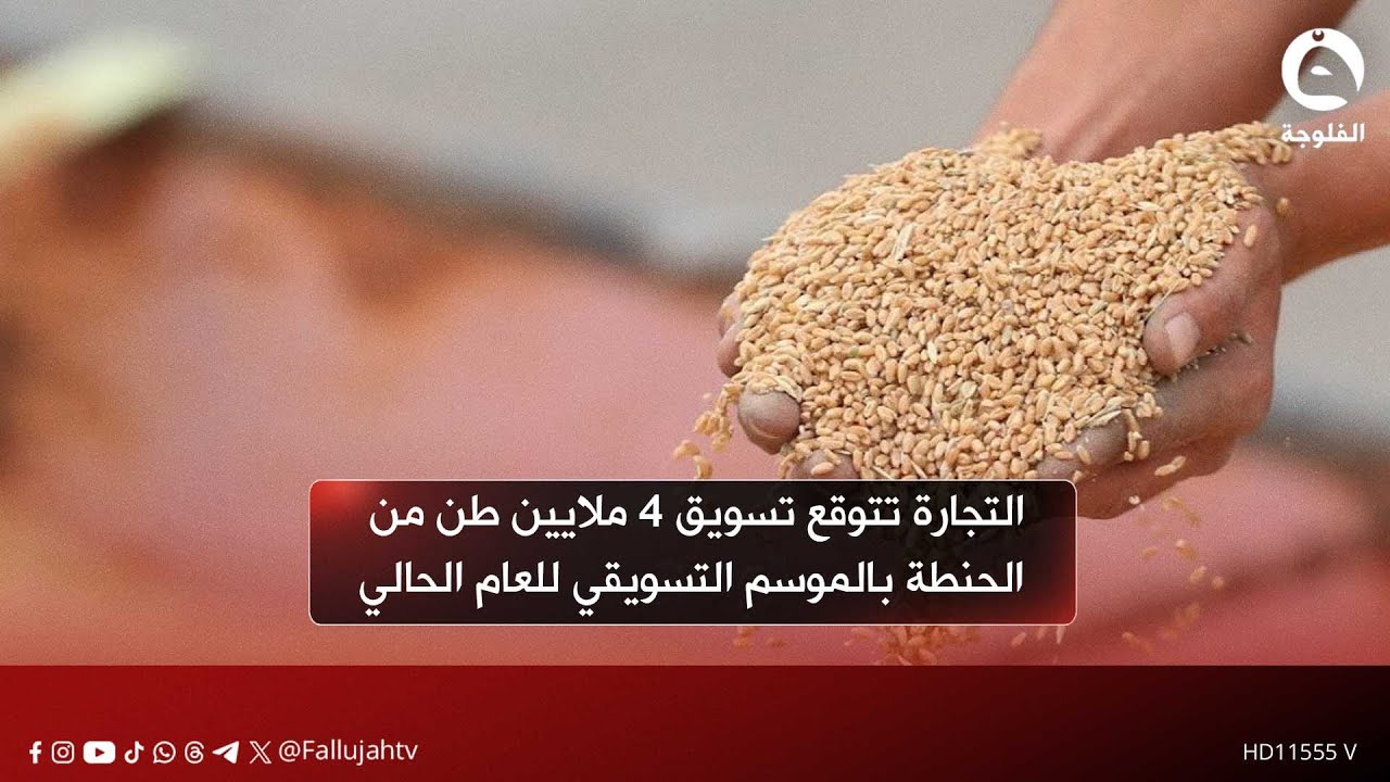 التجارة تتوقع تسويق 4 ملايين طن من الحنطة بالموسم التسويقي للعام الحالي#قناة_الفلوجة #أخبار