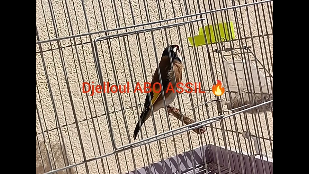 بسم الله ماشاء الله تلقيمة 2022 ..جمعة مباركة