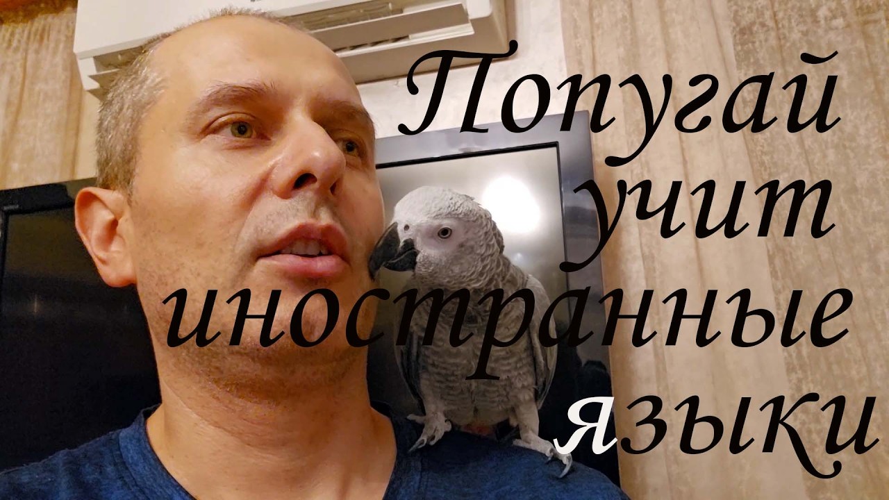 Попугай Серодактель на уроке иностранного языка.
