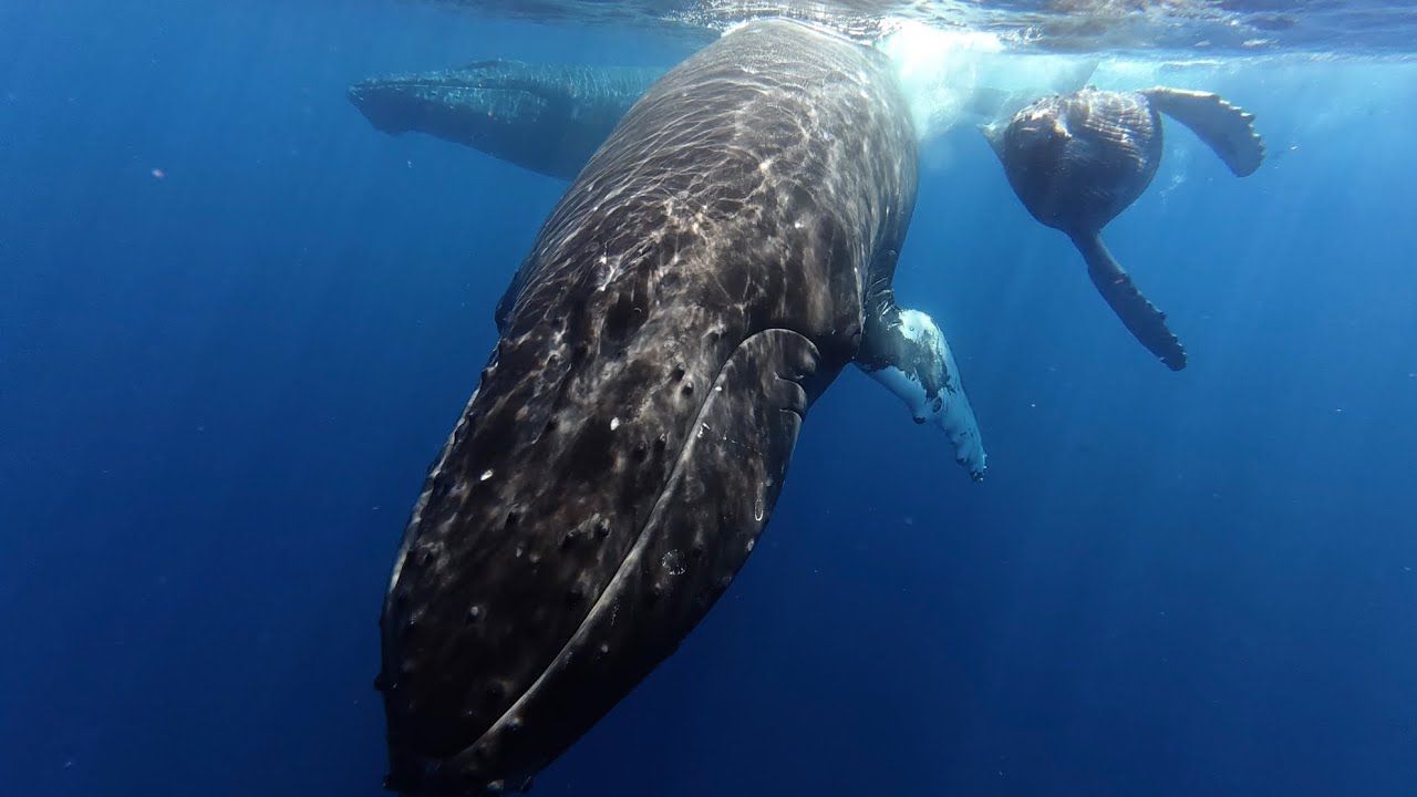 Ultimate Whale Watch tour Maui
