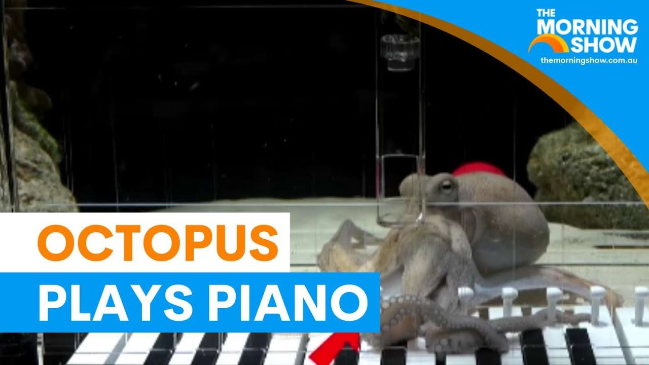 Swedish man teaches octopus to play piano | The Morning Show