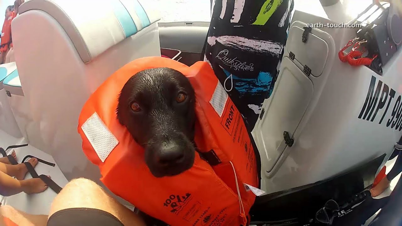 Dog swims with dolphins (Soundtrack: Miike Snow 'Animal')