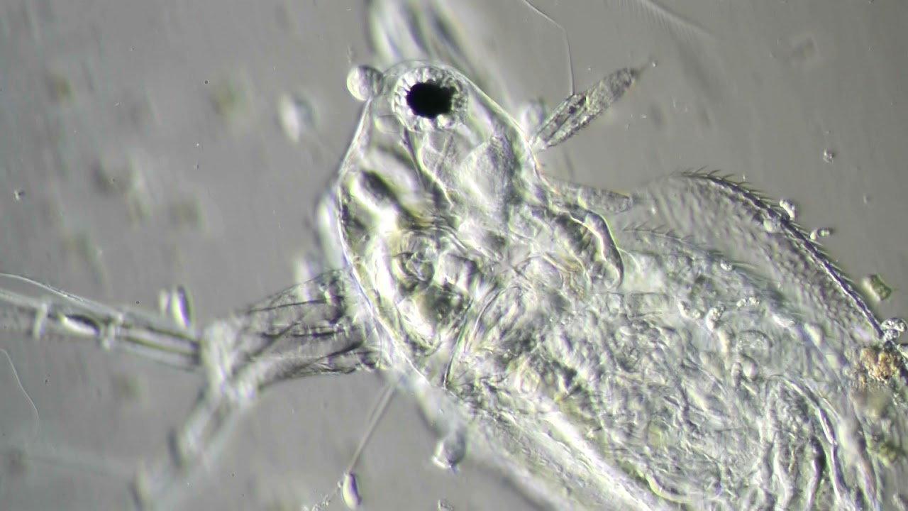 Cladoceran. Moina sp.