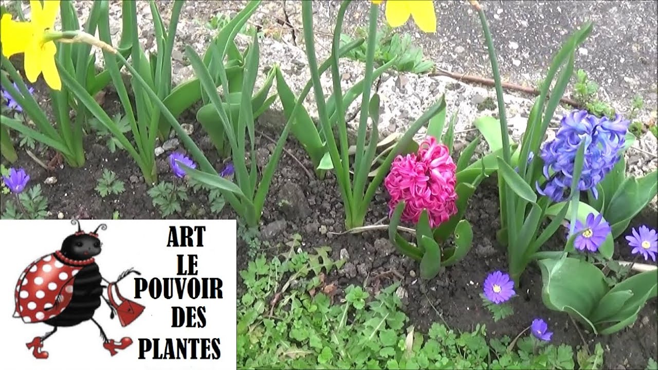 Conseils jardinage: Anémone de Grèce: Plantation, taille et entretien: Plante  vivace
