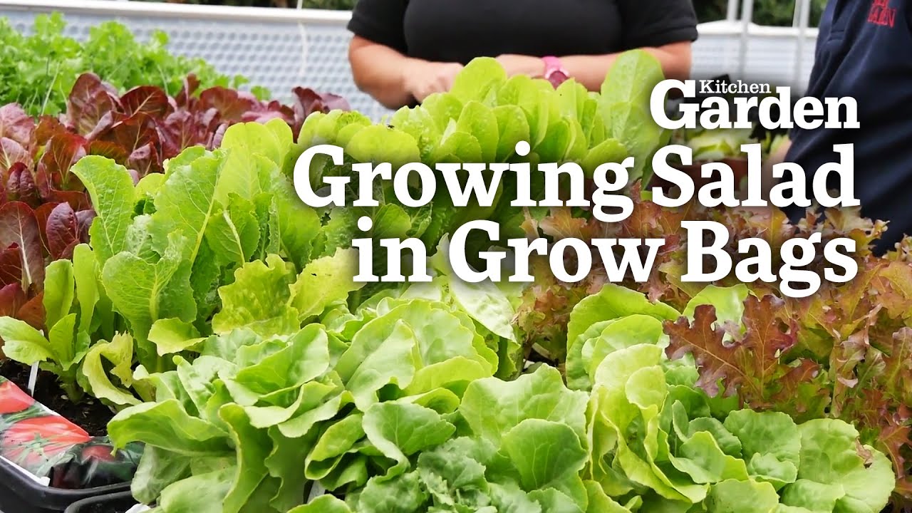 Growing Salad in Grow Bags in the Keder Greenhouse at Clumber Park | Kitchen Garden Magazine |