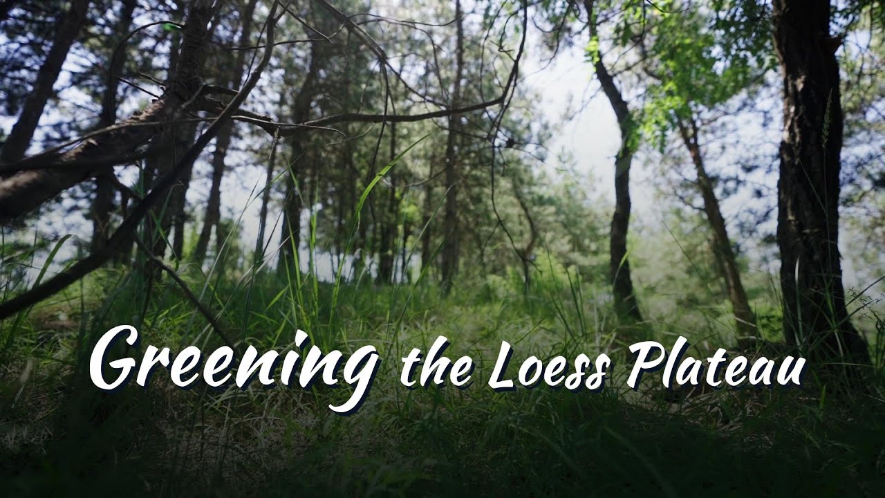 Greening the Loess Plateau