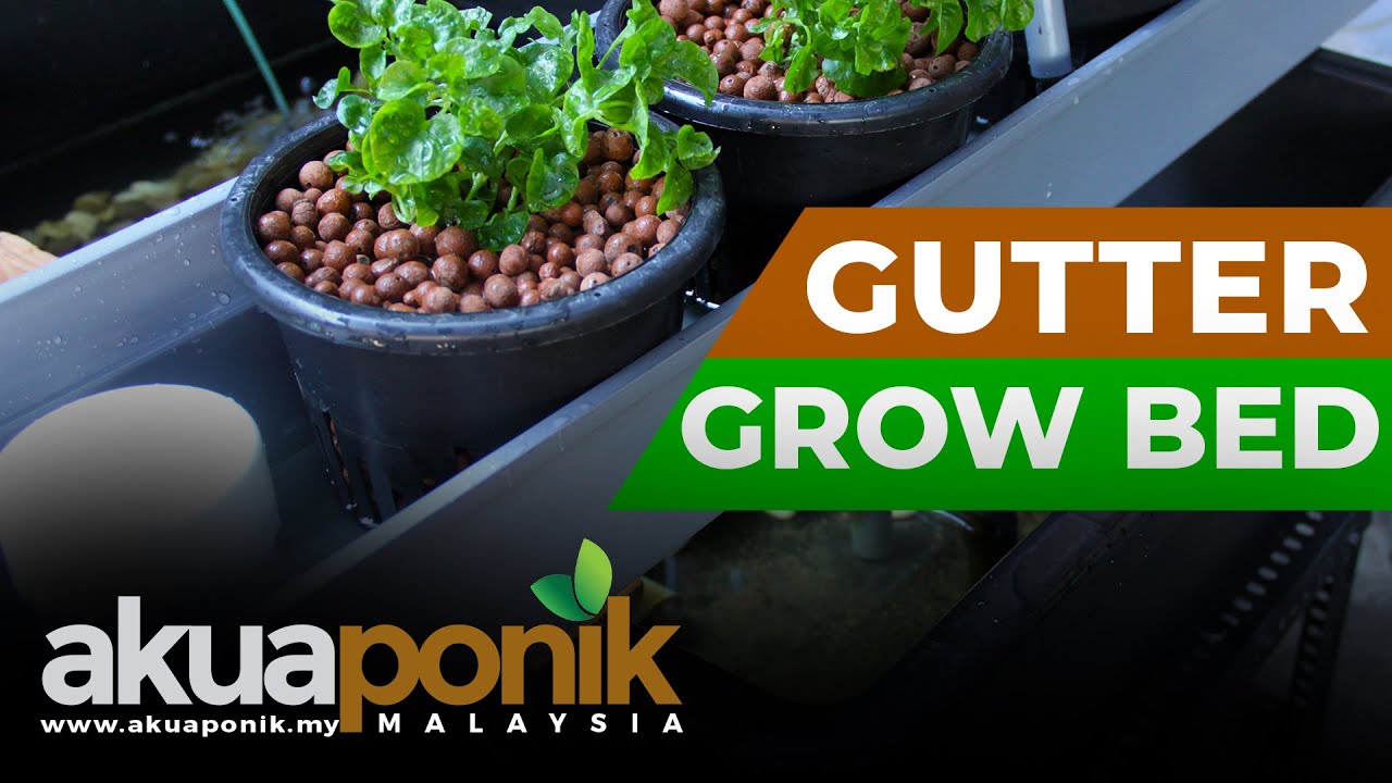 Akuaponik Gutter 01 | Bell Siphon & Gutter Grow Bed