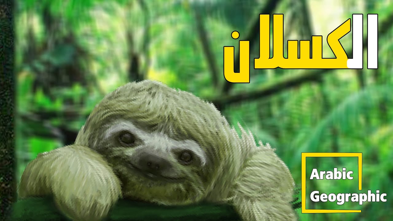حيوان الكسلان حيوان لا يتحرك إلا للضرورة | الحيوانات والحياة البرية