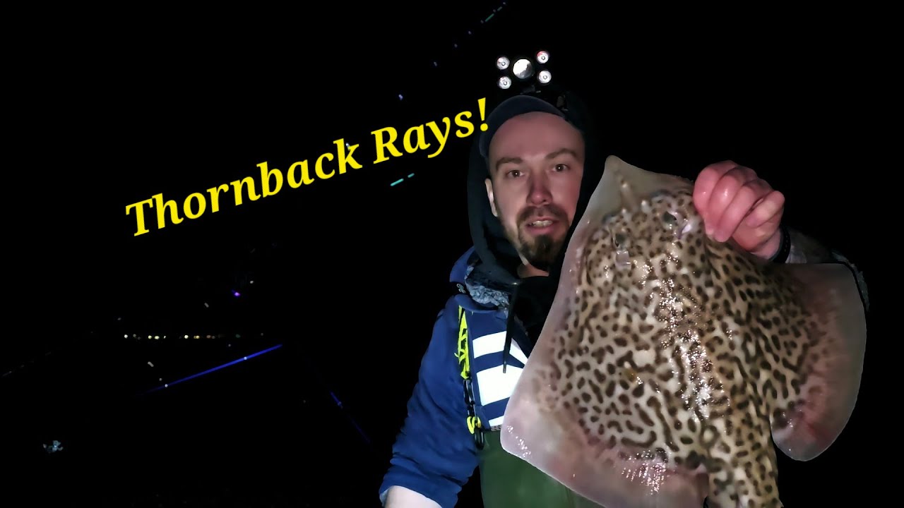 Winter fishing in Kent for Thornback Rays!