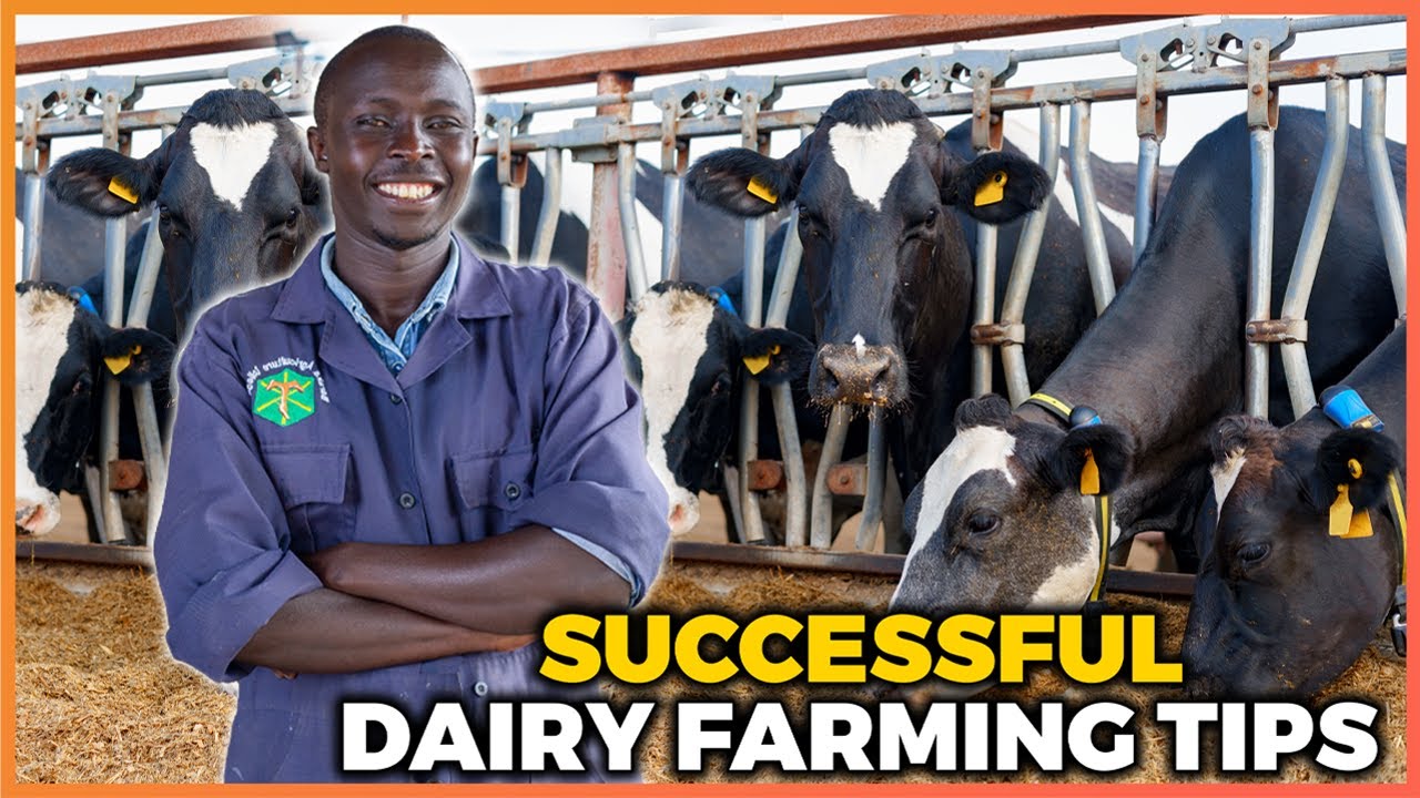 Dairy Farming in Kenya: START YOUR DAIRY FARM With as Little as KSH 100,000