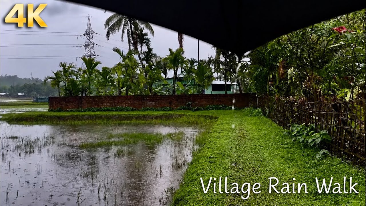 Rain Walk in Assam Village 🌧️ | Monsoon Nature Sounds (4K ASMR)