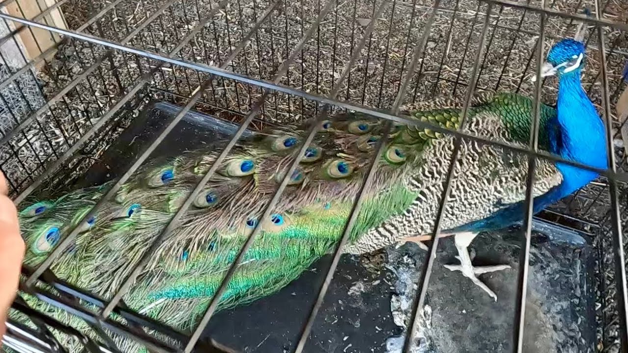 Аукцион животных амишей!!! Грандиозная весенняя распродажа!!! Март, часть 1