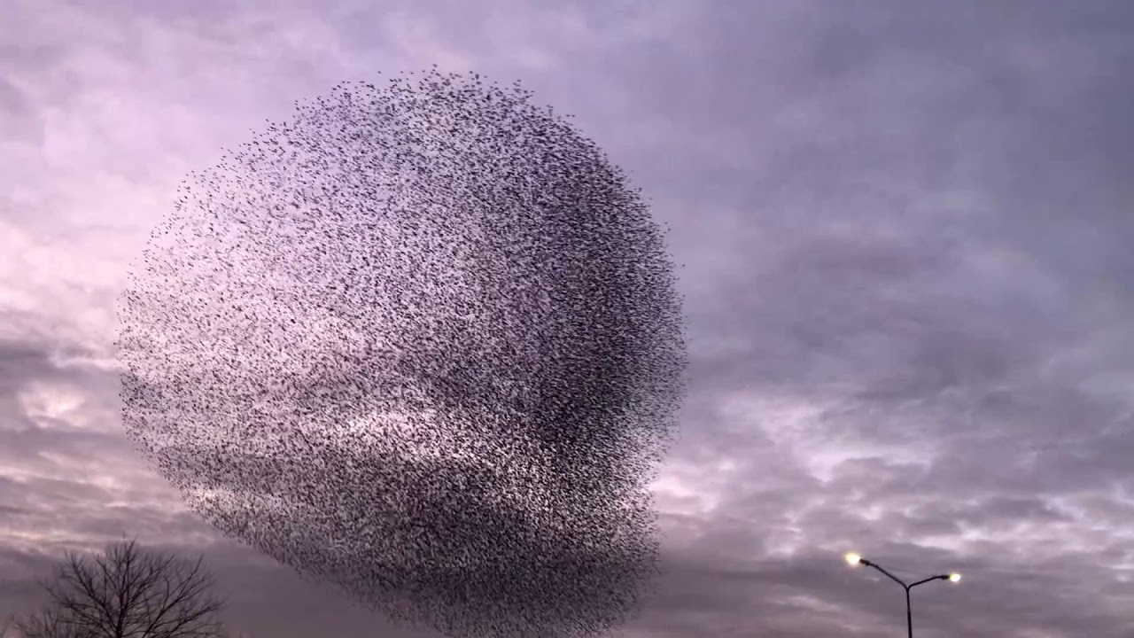Spreeuwenzwermen, fascinerend en hypnotiserend | Zelf Geschoten | Vroege Vogels