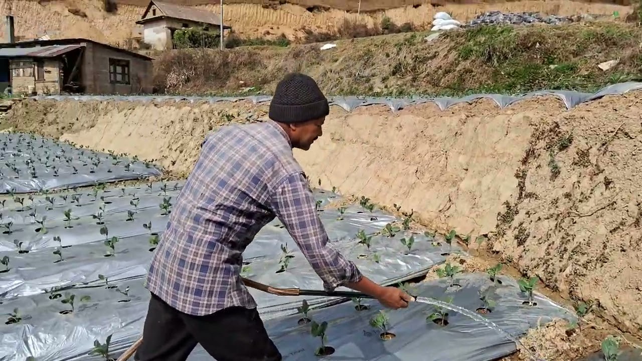 मल्चिङ्गमा सिँचाई गर्ने गजबको बिधि#video #agriculture #मल्चिंग #mulching 