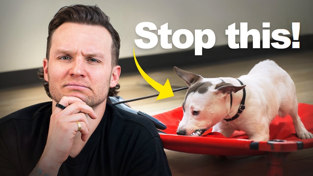 How to STOP food aggression/ Resource Guarding in dogs