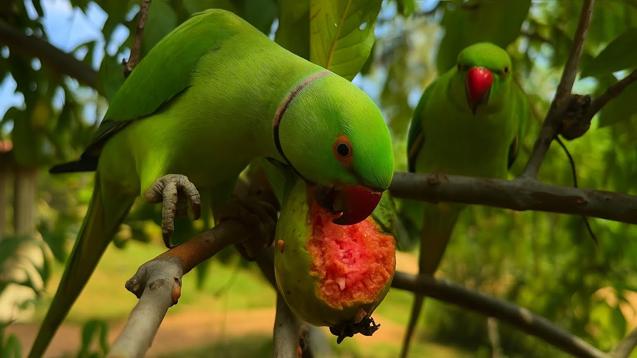 Fresh raw guava turned into spicy pickle! 🌿🌶️