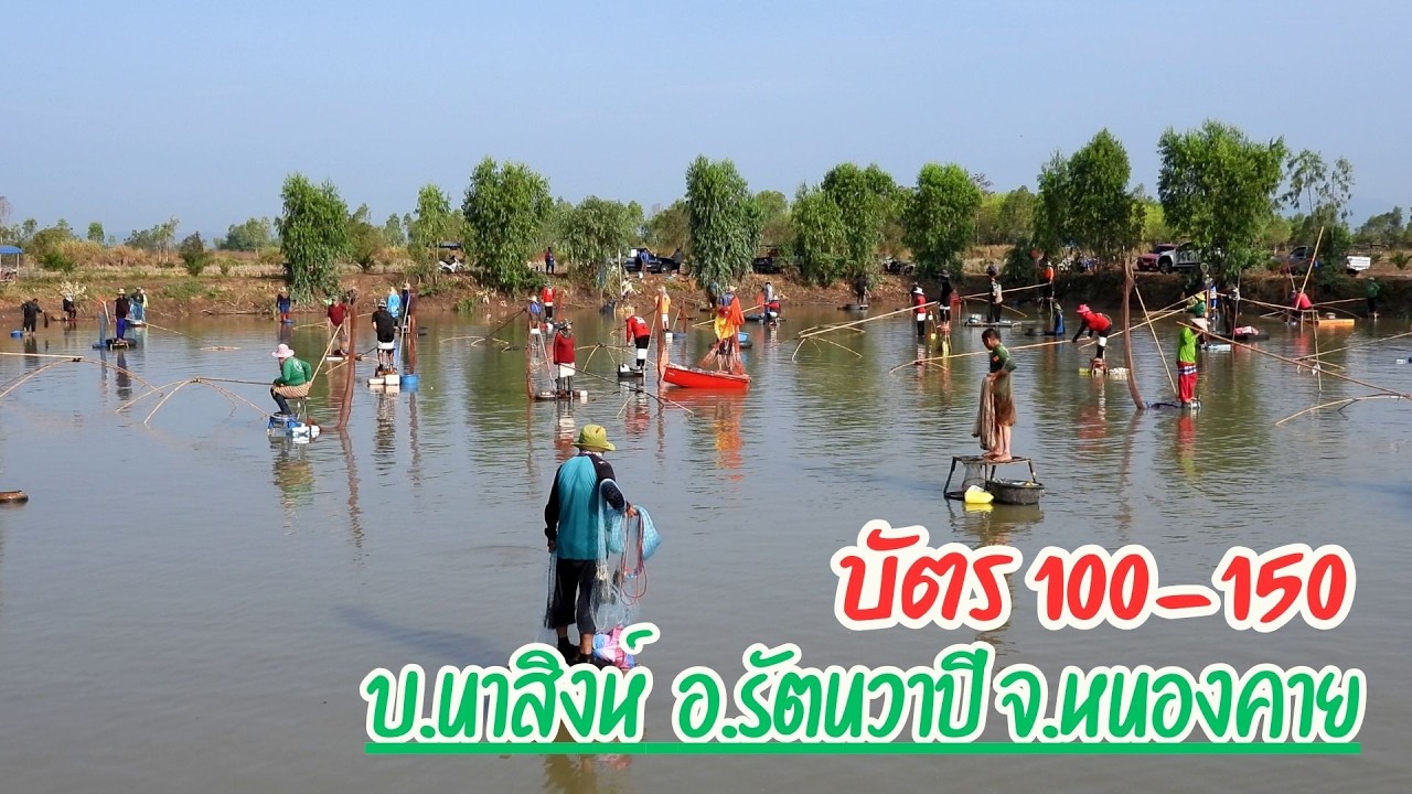ลงปลาบ้านนาสิงห์ ต.พระบาทนาสิงห์ อ.รัตนวาปี จ.หนองคาย บัตร 100-150 ปลาธรรชาติ