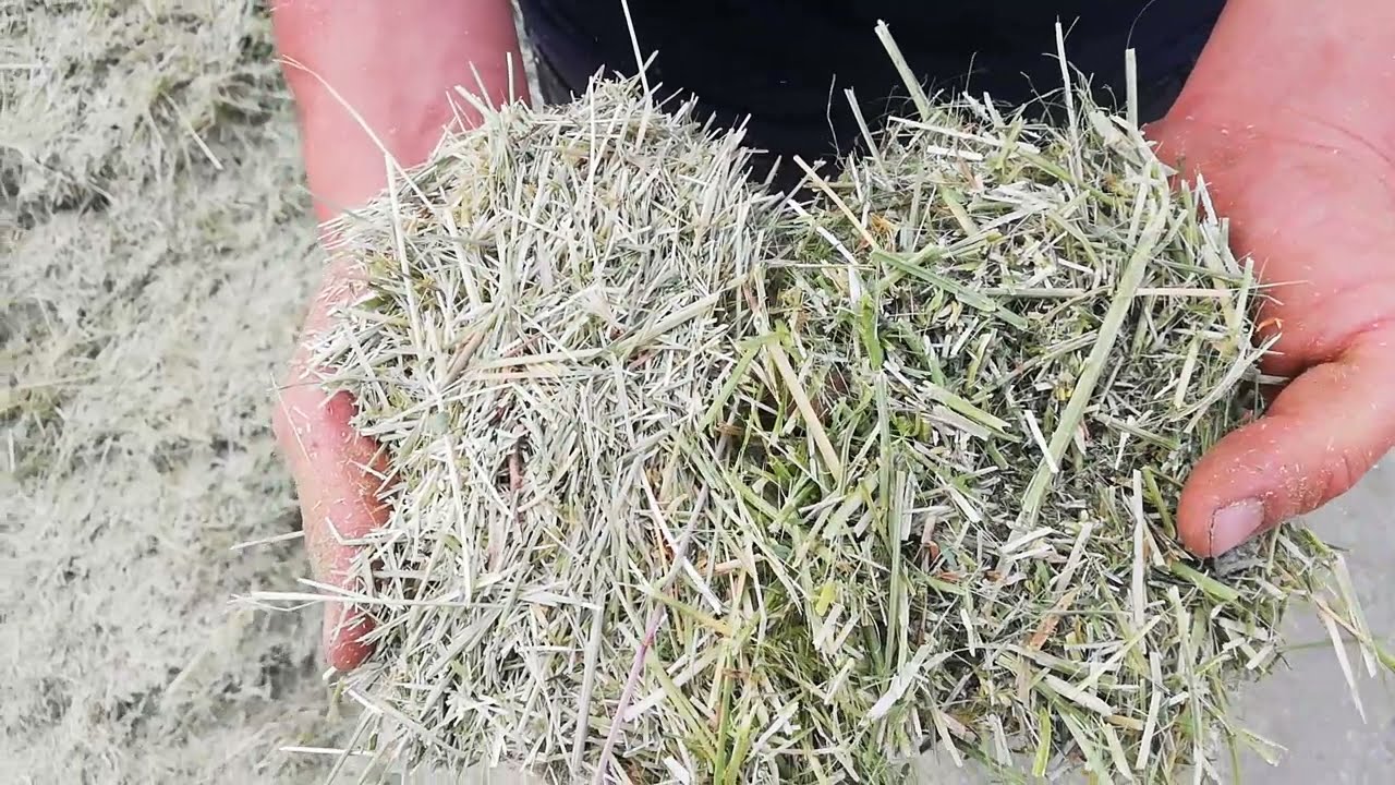 Yonca 🍀 ve reygras 🌾 samanı