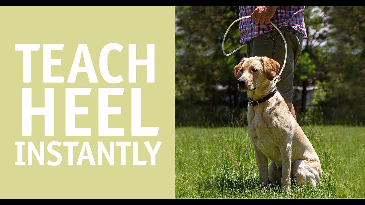 How to Teach HEEL almost instantly with the WONDER LEAD