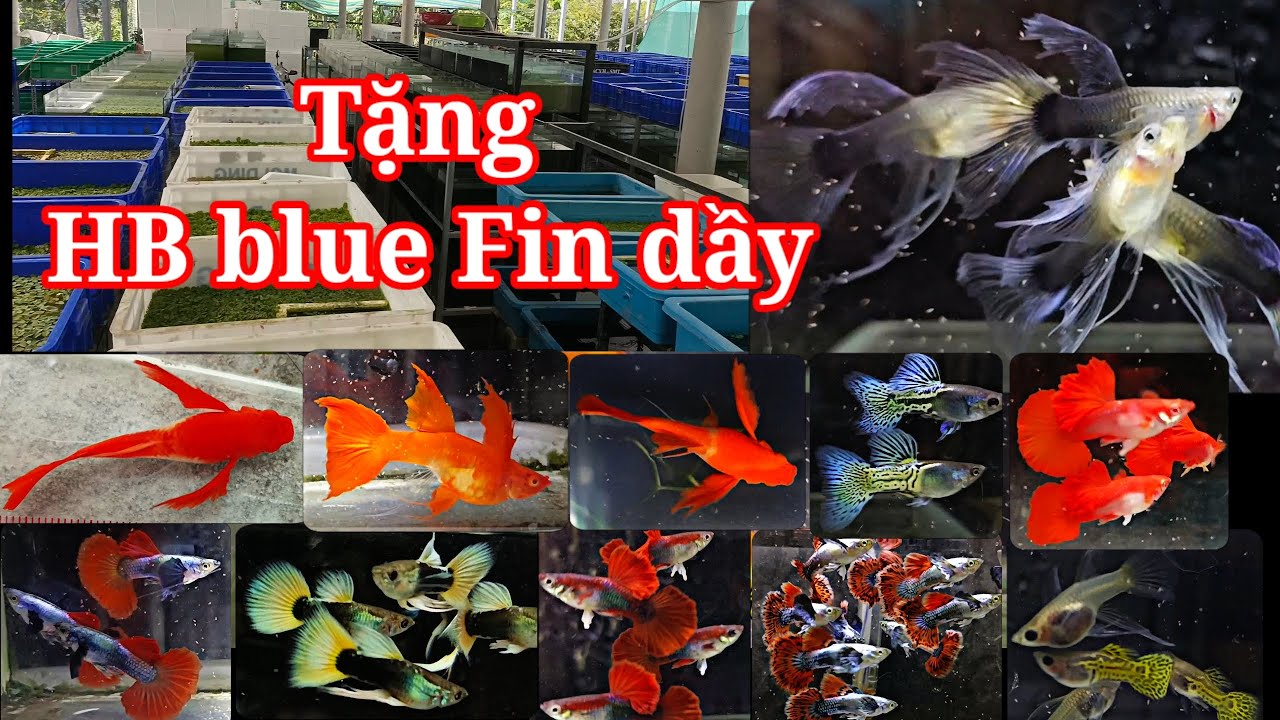 Guppy cá 7 màu #160: Tặng HB blue fun dầy, cặp nhật một số dòng cá phổ thông gia tốt 