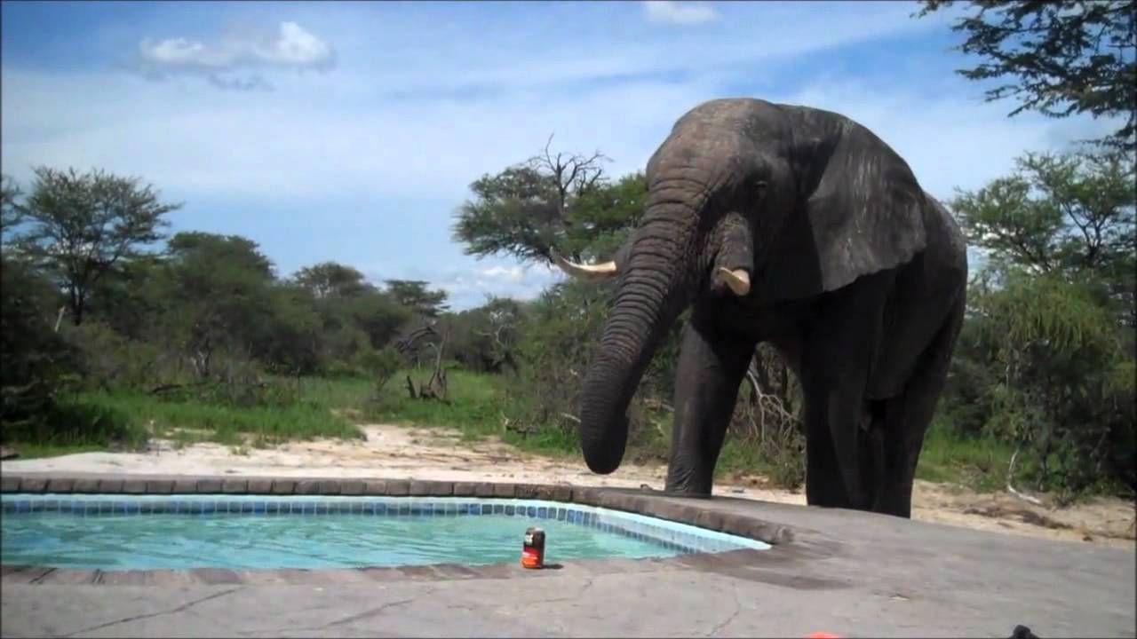 Ellie at Elephant Sands Lodge (Botswana)