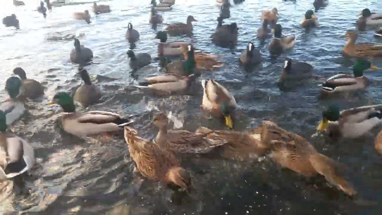 Утки и лысухи
