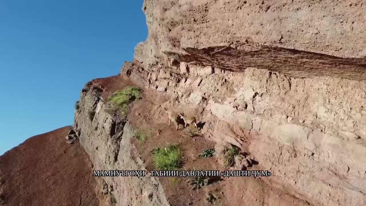МАМНУНГОХИ ДАШТИ ЧУМ