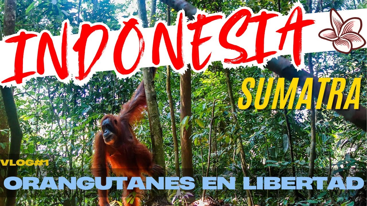 👉 Ver ORANGUTANES en libertad en SUMATRA: nuestra experiencia en Bukit Lawang 🦧🌿 INDONESIA Vlog 1