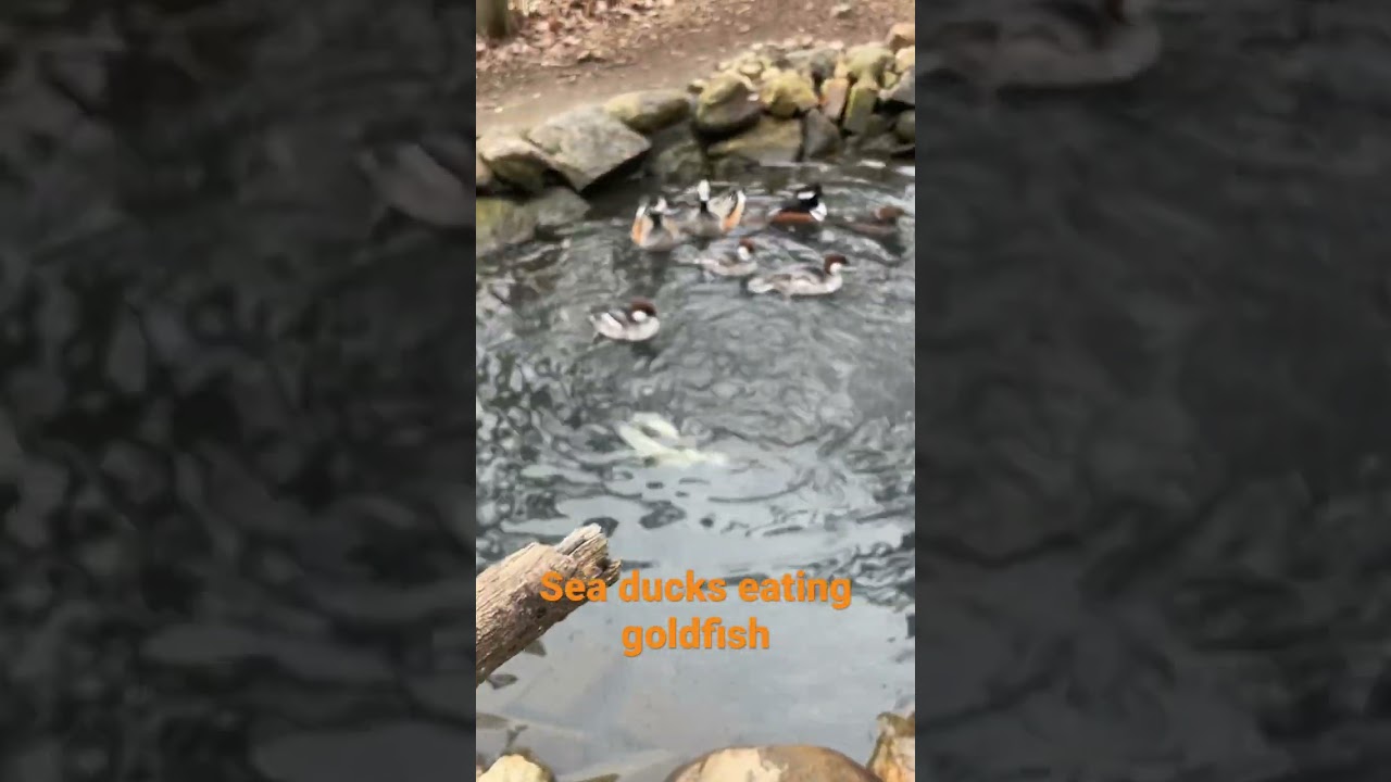 My sea ducks eating goldfish￼