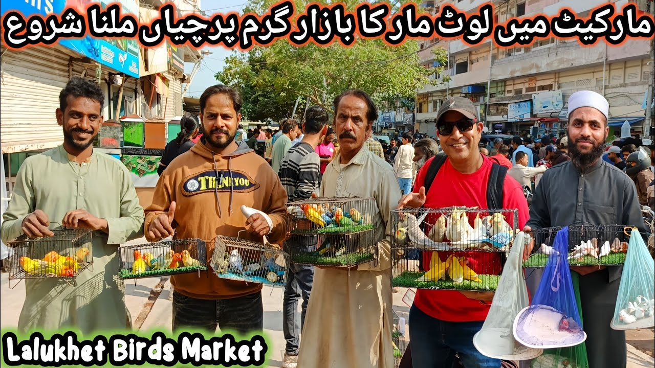 Lalukhet Sunday Birds Market 01-02-2026 Update | lalukhet birds market 2026 latest update @SYEDBIRDS