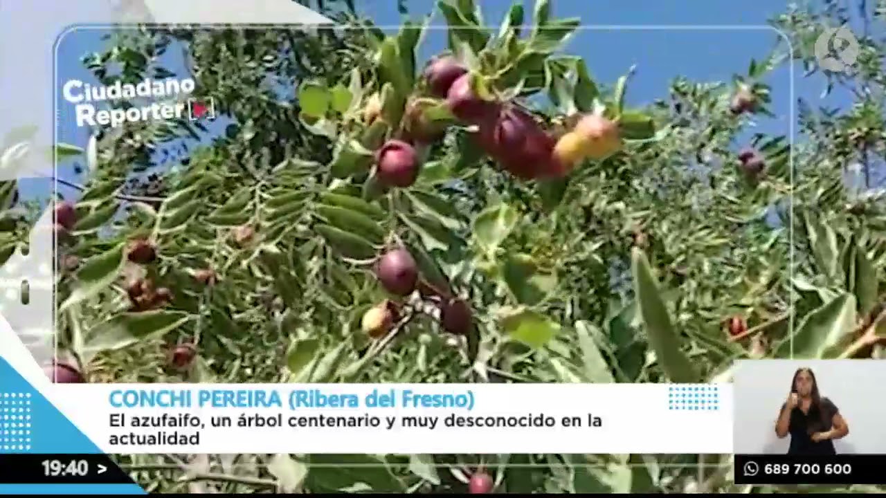 ¿Sabes qué es un azufaifo? | A esta hora