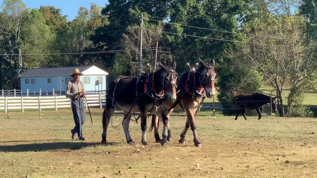 John & Henry Draft Mule team for sale ( hooking to wagon) MUST SEE 606-303-5669 call for more info