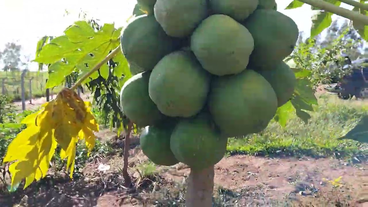#chacrinha domingo de muito trabalho casinha e plantas amo ❤️ ❤️ 