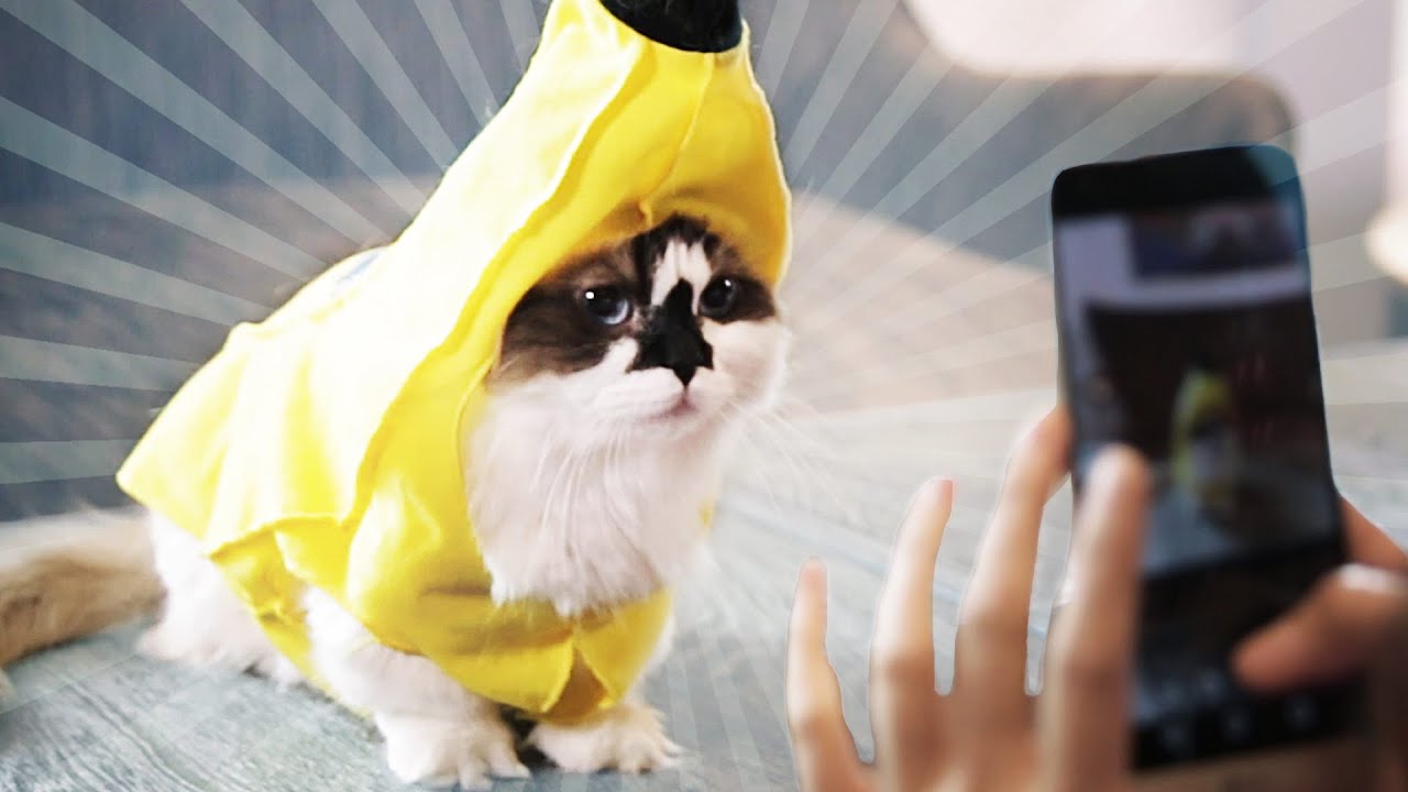 Making A Living As An Instagram Cat
