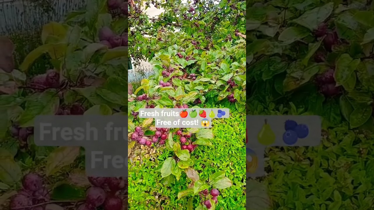 Rainy weather| Fruit trees | Out house plantation | Infrastructure | Denmark houses #shorts #viral