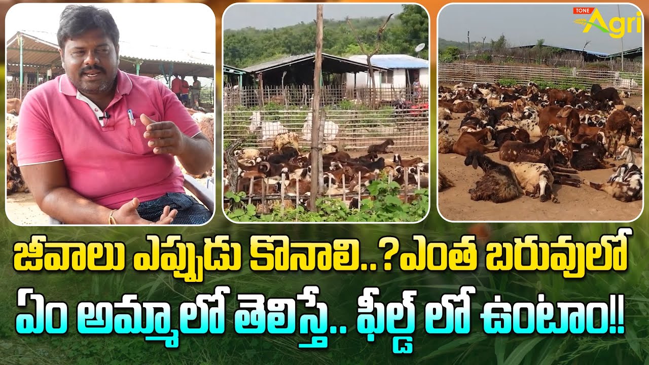 Sheep Farming Business For Beginners ఎంత బరువులో ఏం అమ్మాలో తెలిస్తే.. ఫీల్డ్ లో ఉంటాం!! | Tone Agri