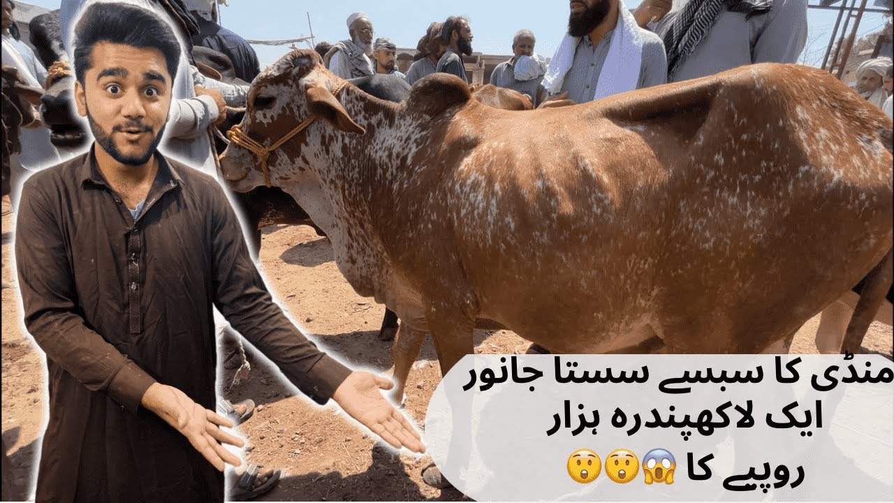G.T Road Peshawar kala Mandi New update 3/6/2024 | Eid Ul Azha 2024 cattle Market  ❤️❤️😍