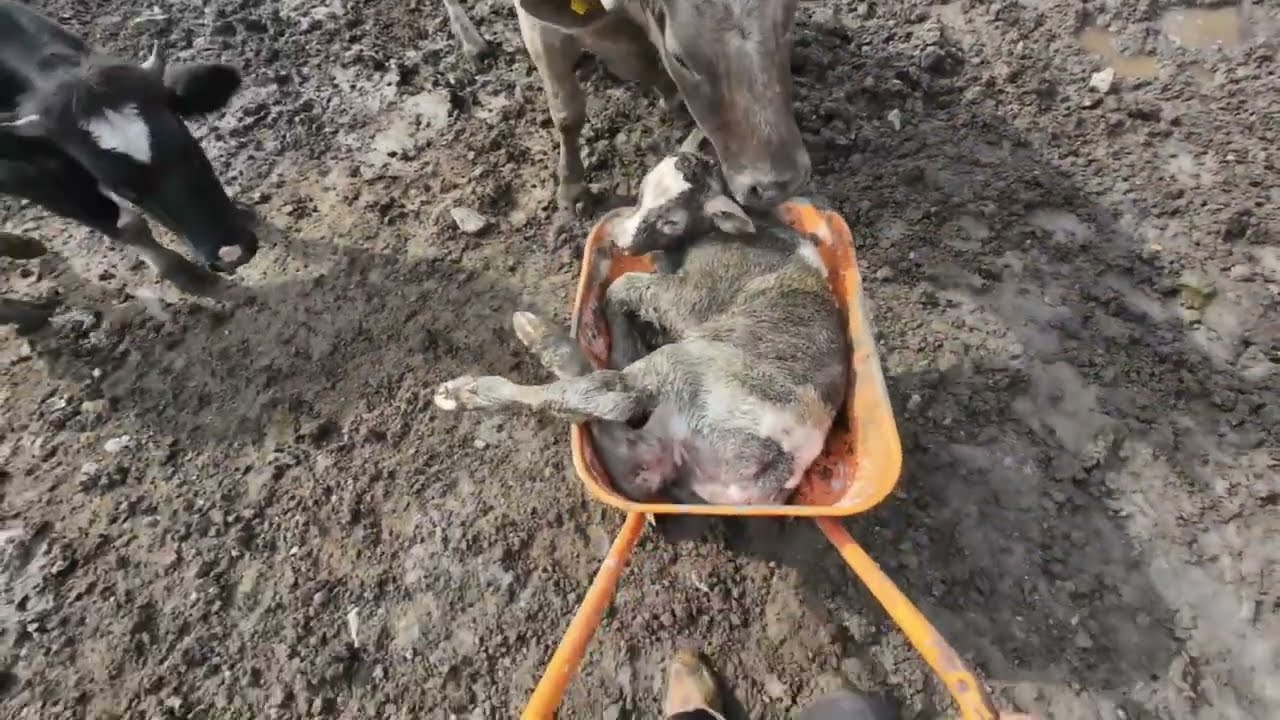 Sabah Süprizi Savrole İneğimiz Bahçede Kendi Doğum Yapmış Şans Eseri Video Aldık Kendi Gibi Buzak