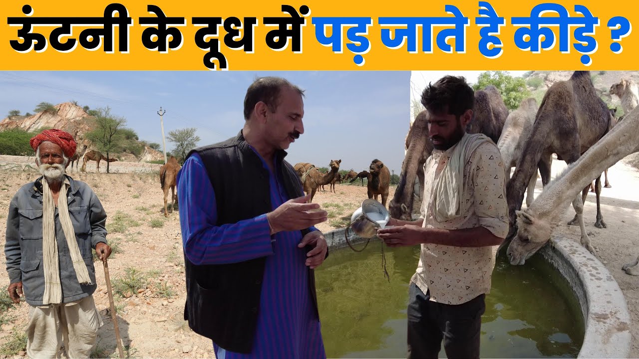 राजस्थान में ये किसान बेचता है ऊंटनी का दूध 70₹ किलो | Camel Farming In Rajasthan
