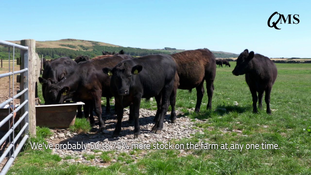 Watering Solutions for Paddock Grazing