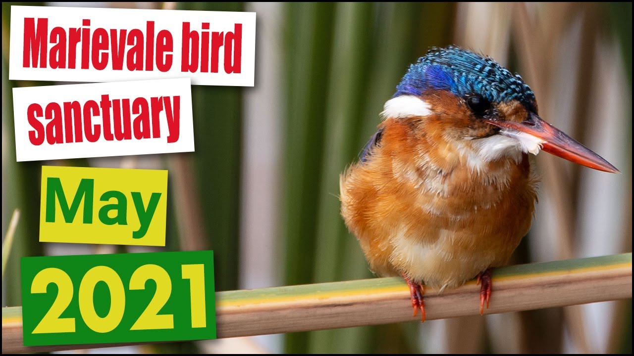 Birding at Marievale Bird Sanctuary