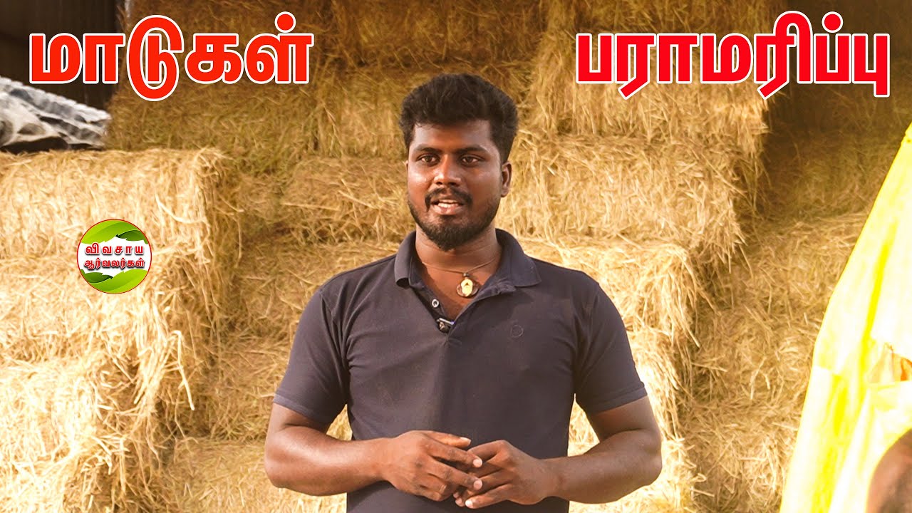 கன்று வளர்ப்பு மற்றும்  ஊசி போடும் போது கவனிக்கவேண்டியவை #vivasayaarvalargal #chennai #cows #farming