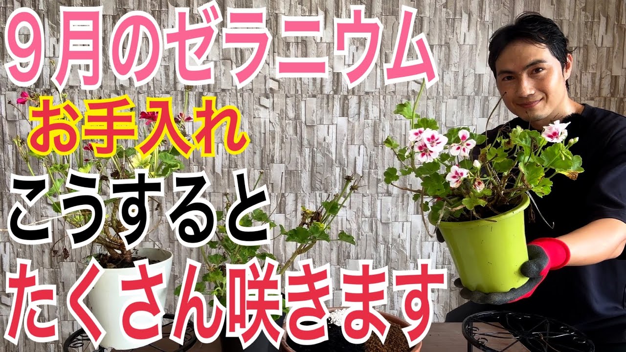 【9月のゼラニウム】秋に咲かせる5つのポイントを実践で解説します！【園芸】【ガーデニング】
