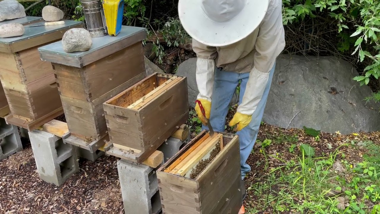 Caught a Swarm? Now What? What are the next steps after catching a honeybee swarm? #freebees