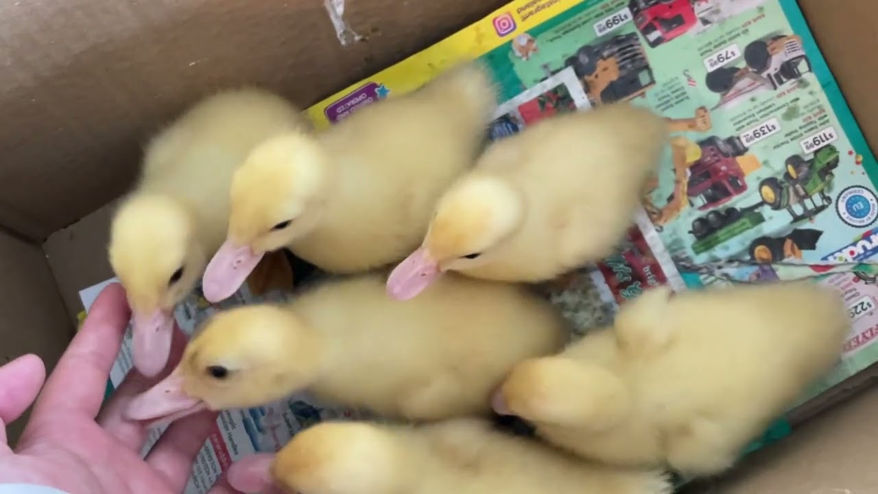 The six little ducklings after one night and they drowned………