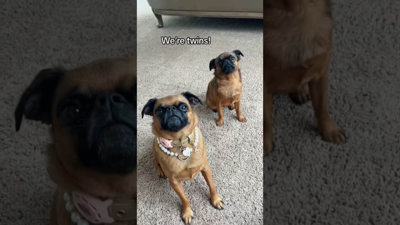 We&rsquo;re TWINS!!! 🥺 Cute Brussels Griffons #dog #cute #twins #brusselsgriffon