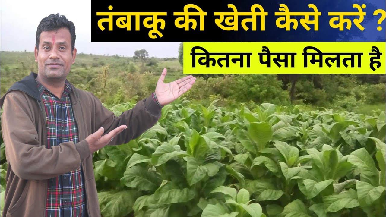 तम्बाकू की खेती कैसे करें || Tobacco Farming Madhya Pradesh My Kisan Dost