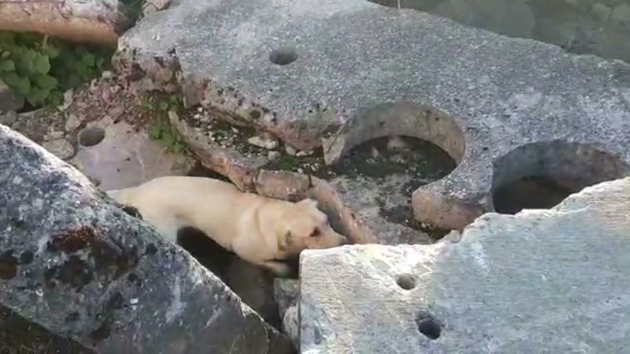 Connivence Naya, labrador de 1 an recherche utilitaire.